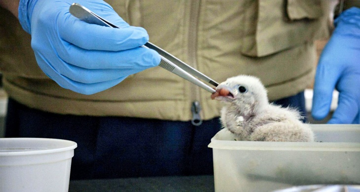 La Comunidad de Madrid ha recuperado a miles de animales silvestres heridos en 2019