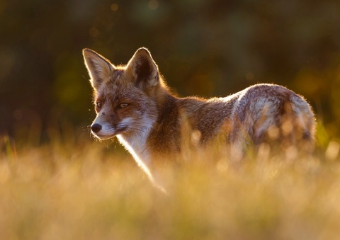 Introducción al Rastreo Práctico de Carnívoros