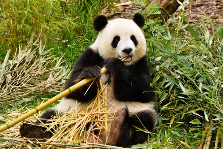 Sabes dónde vivió el último oso panda de Europa