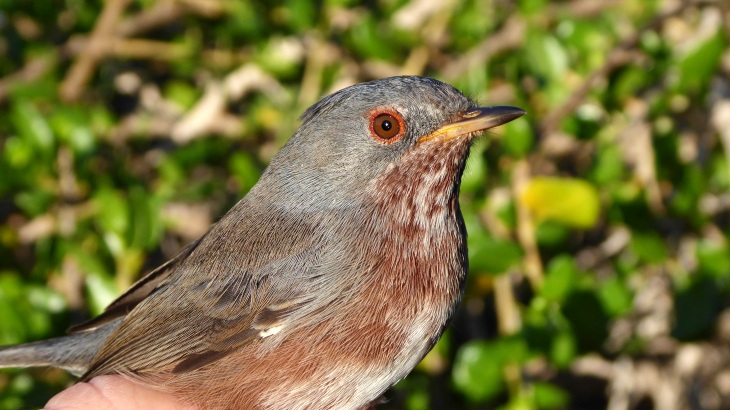 ANSE anilla 2400 aves migradoras en isla Grosa
