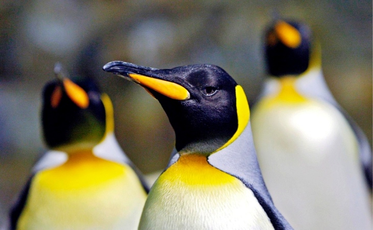 El pingüino emperador ‘al borde del colapso’