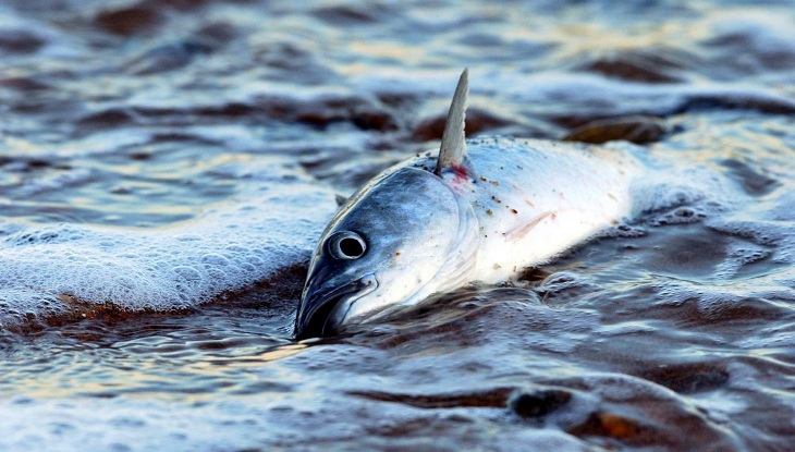 Europa se arroja a los brazos de la sobrepesca