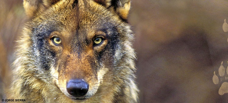 Inutilidad y falta de rigor científico del programa que contempla asesinar a 46 lobos en Asturias