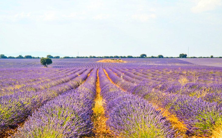La biodiversidad es la ‘gran aliada’ de los campos agrícolas