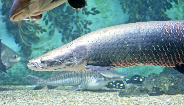 Las diez especies que se han recuperado en medio de ‘debacle’ de la biodiversidad