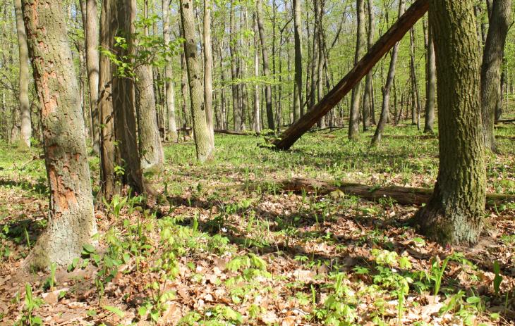 El ‘clima’ influye en los árboles y sacan las hojas en momentos diferentes en toda Europa