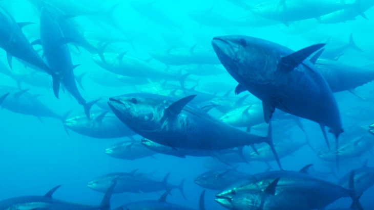 La falta de oxígeno ponen ‘en jaque’ a las especies marinas