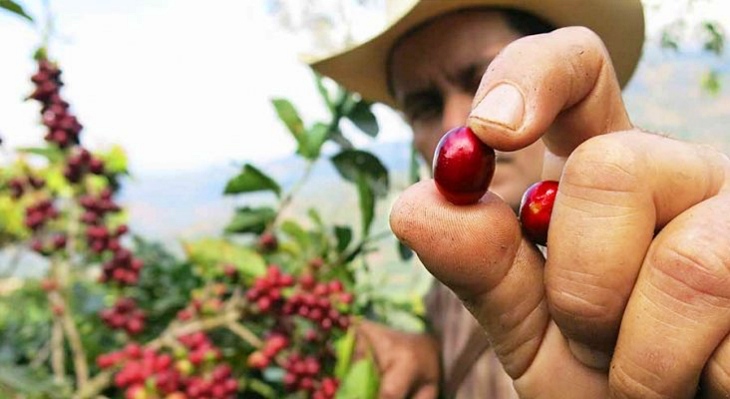 Crece el consumo de café de ‘justo y sostenible’ en España