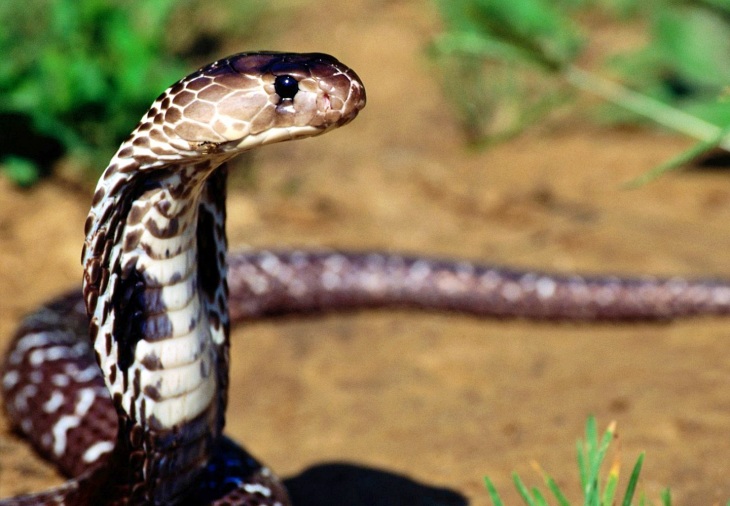 Secuencian el genoma de la cobra india para obtener un antiveneno
