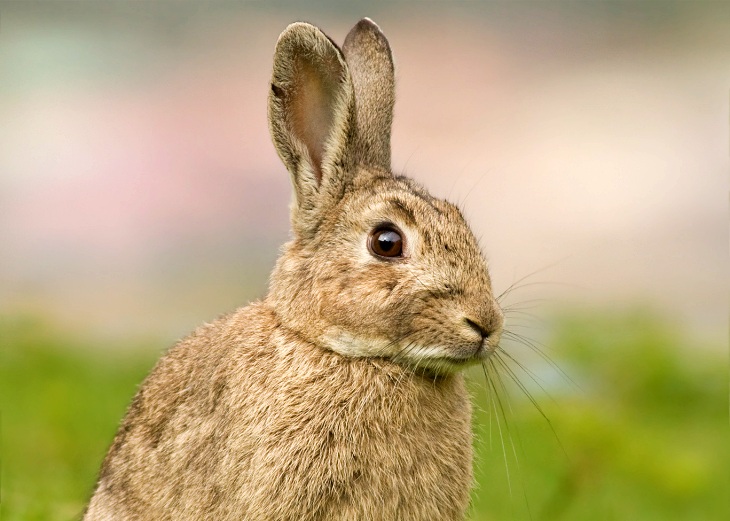Por primera vez en la historia el ‘conejo’ es catalogado por la UICN como una especie en peligro