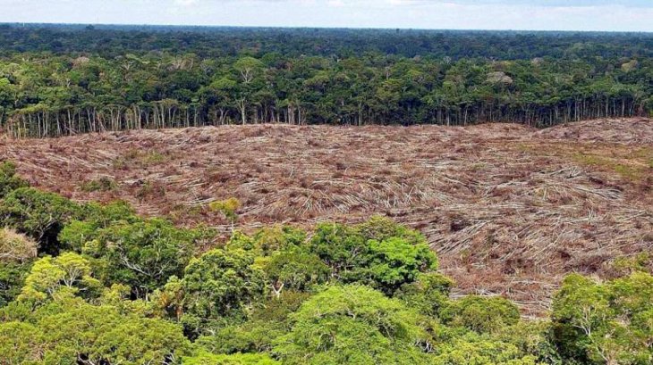 La Amazonía sufre una deforestación en el último año del 30%