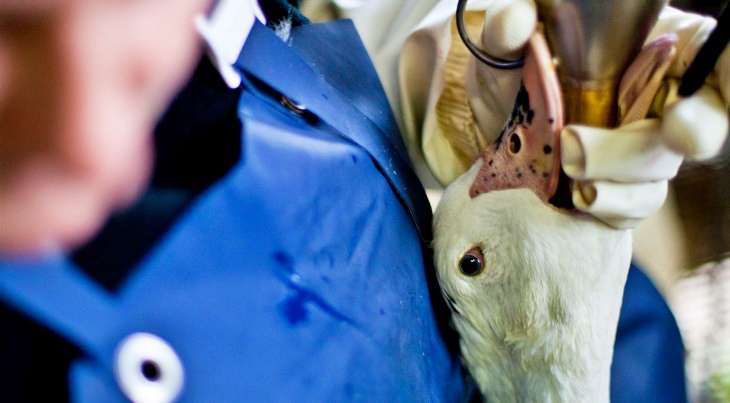 Comer Foie Gras es comer un hígado enfermo (video)