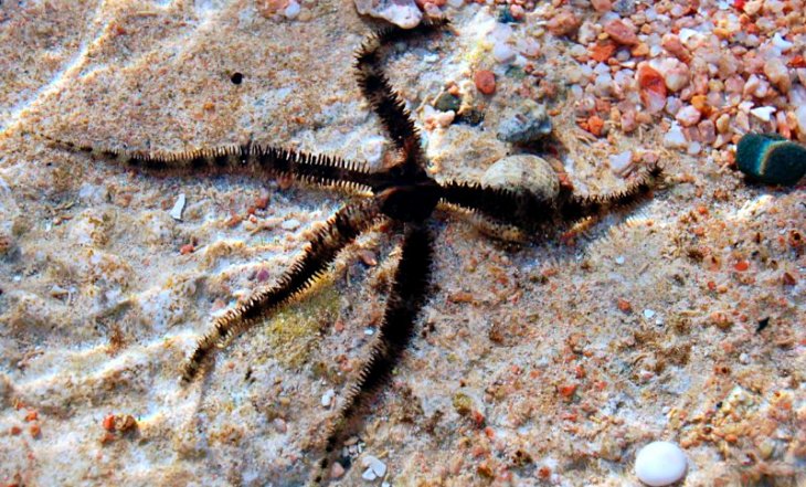 Estrellas de mar sin ojos… que todo lo ven