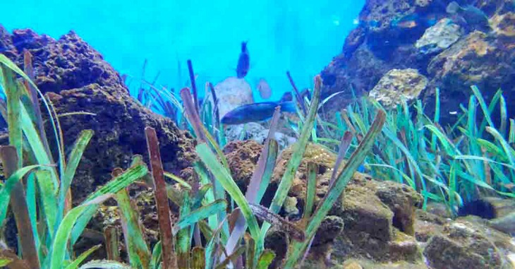 Microscópicas plantas marinas engullen CO2