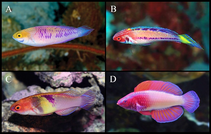 California. La Academia de Ciencias certifica el descubrimiento de 71 especies nuevas este año