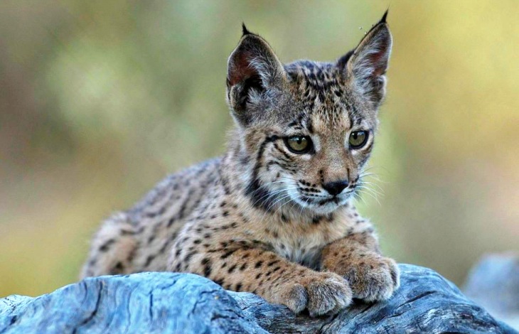 Qué pasó de bueno en la naturaleza el pasado 2019