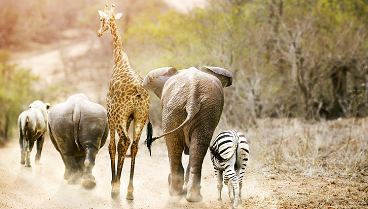 Una de cada ocho de especies que existen están en ‘peligro de extinción’