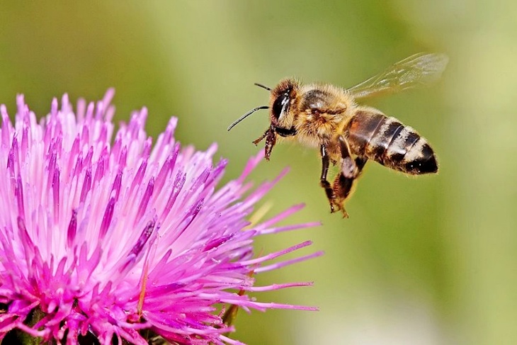 Europa puede y debe salvar a las abejas