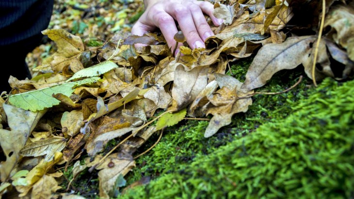 Las especies de hoja perenne resistirán mejor la crisis climática