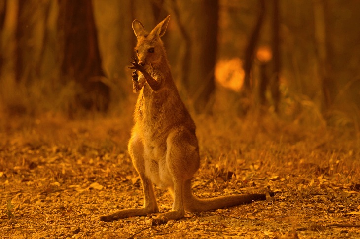 Mil millones de animales yacen calcinados en los humeantes suelos de Australia