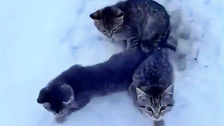 Tres gatitos salvados de morir congelados… con una taza de café