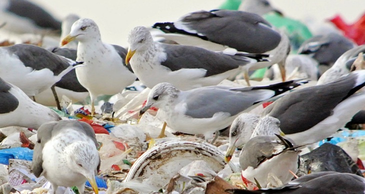 Por qué los humedales de Andalucía están ‘amenazados’ por la gaviotas’