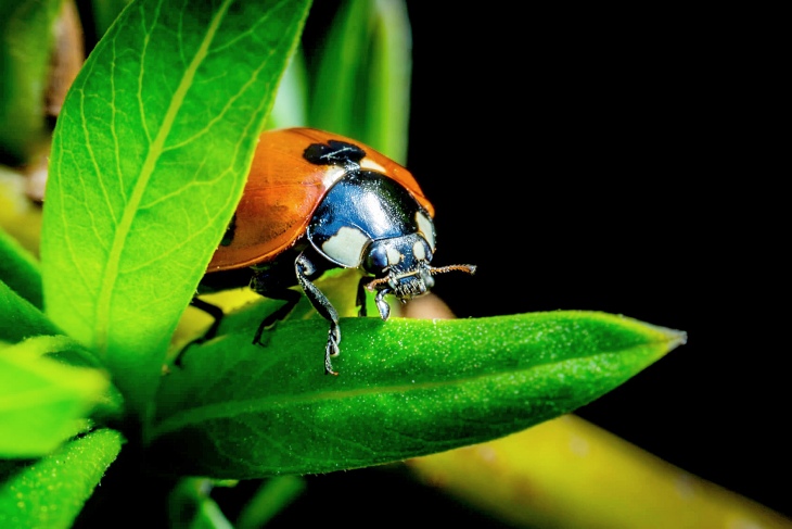 Los pequeños depredadores son los más perjudicados por la acción del ser humano