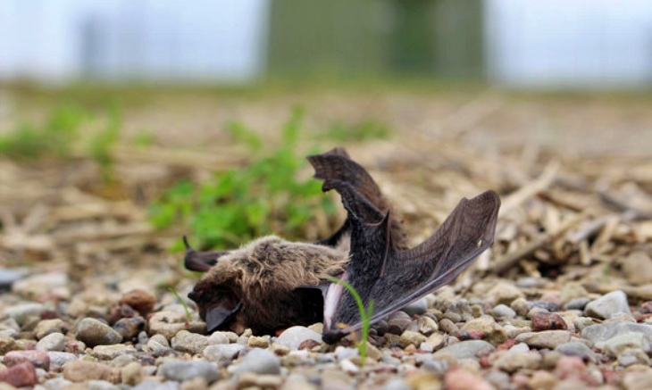 Un ‘equilibrio’ casi imposible: Los murciélagos se estampan contra las turbinas eólicas