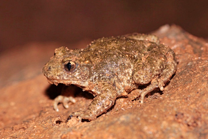 Descubren dos nuevas especies de anfibios en la península ibérica