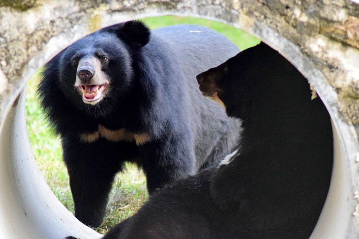 Dos oseznos viajan del ‘miserable circo’ a la ‘libertad’