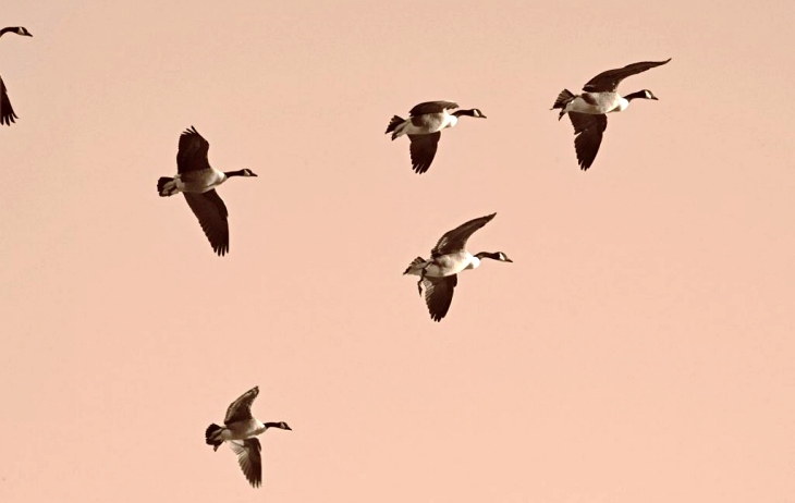 El ‘secreto mejor guardado’ de las aves migratorias