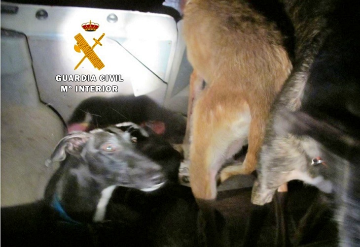 Cinco delincuentes ‘pillados’ en Peñafiel cuando recorrían varios cotos y deslumbraban a las piezas