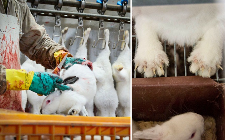 Las granjas de conejos españolas ‘bajo la lupa de Europa’