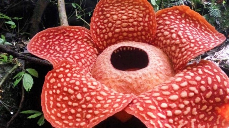 Indonesia. Descubren la flor más grande del mundo