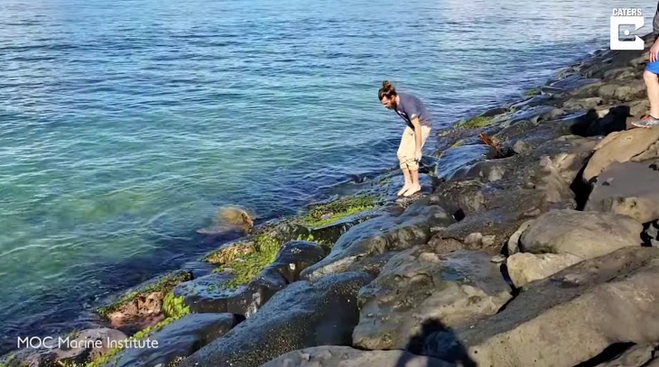 Salvan ‘in extremis’ a una tortuga marina de un agujero en las costas de Hawái (video)