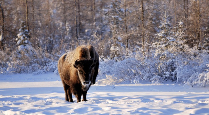 Introducir un gran número de herbívoros para salvar el ‘permafrost’