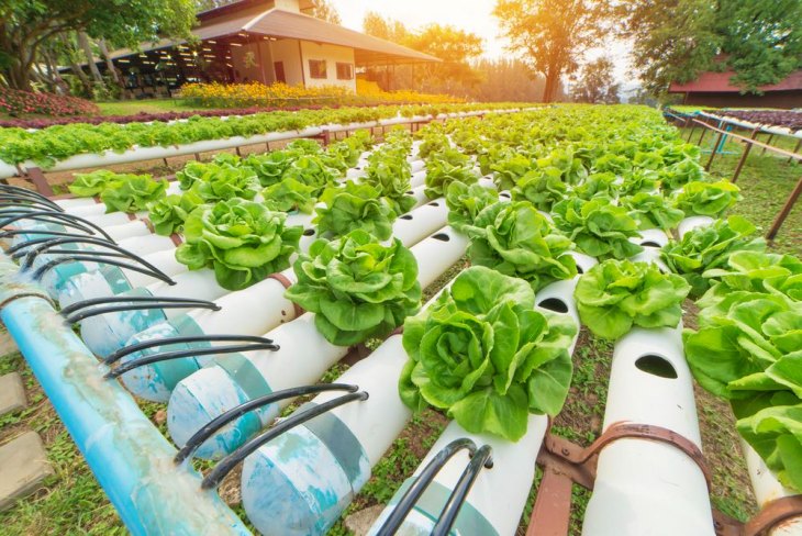 Sin destruir el Planeta se pueden alimentar a 10.000 millones de personas