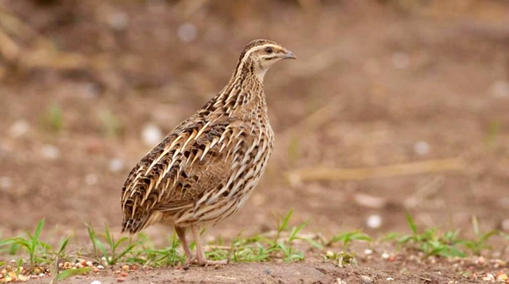 And the winner is: ‘la codorniz común’
