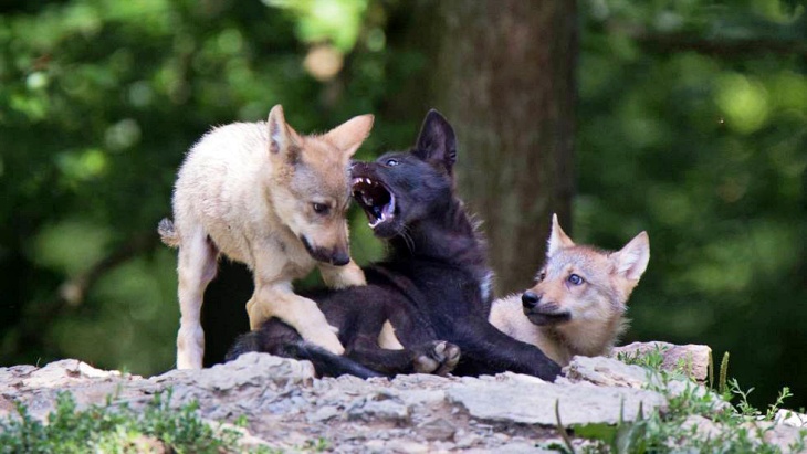 Las ‘increíbles’ habilidades de los lobeznos (video)