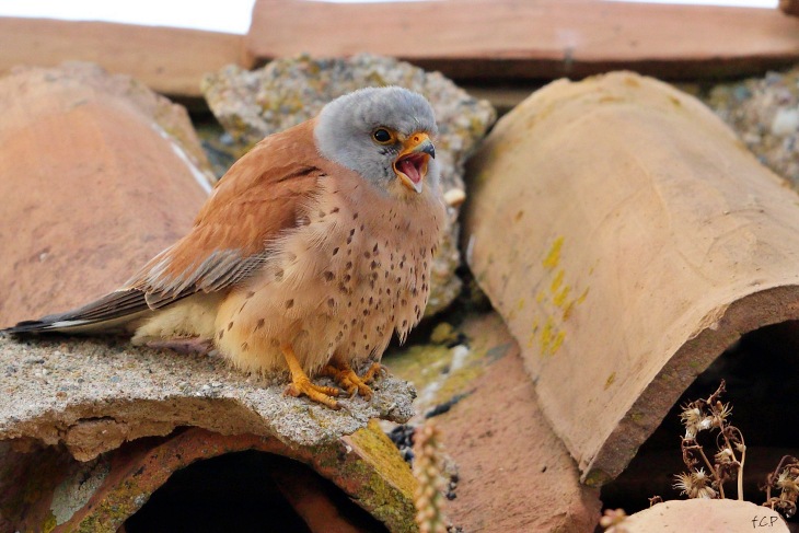 Organizaciones conservacionistas exigen que se repare el daño causado a una colonia de cernícalo primilla en Carmona (Sevilla)