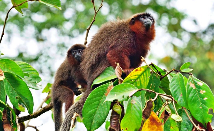 Los titís cobrizos ‘juntos hasta que la muerte los separe’