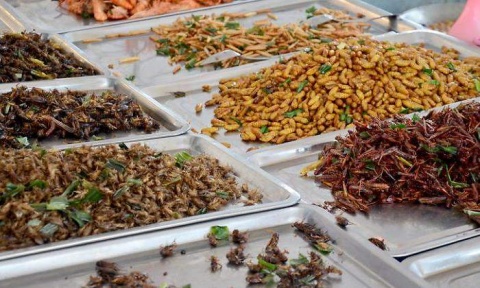 Los pros y contras de comer insectos