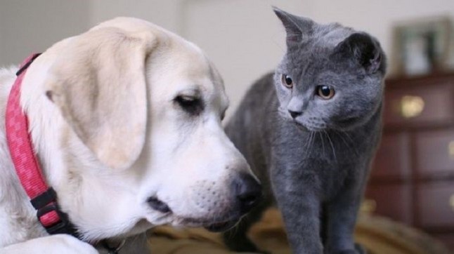Andalucía pondrá en marcha una ley para la protección de los animales de compañía