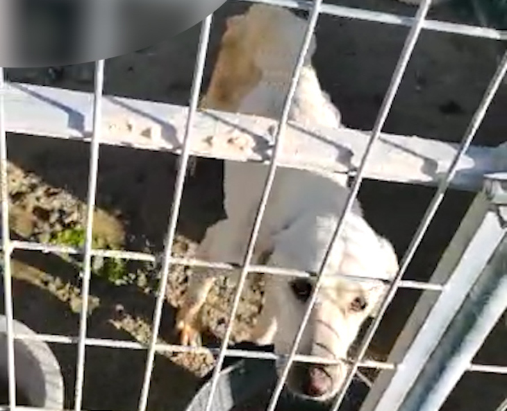 Maltrato animal en un criadero de perros abandonado en Nerpio (Castilla – La Mancha)