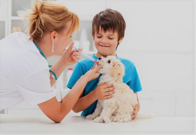 Parlamentarios animalistas reclaman una reducción del IVA para los servicios veterinarios