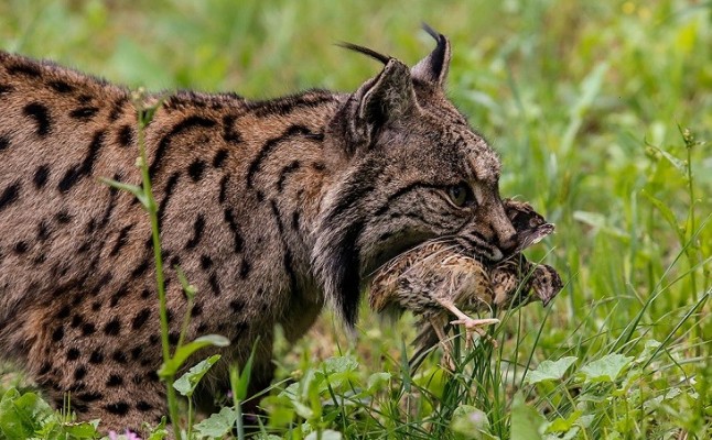 El proyecto Iberlince organiza unas rutas nocturnas para que conocer los territorios de esta especie