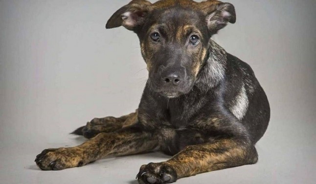 Podemos lleva al Congreso el caso de Cooper