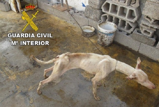 Un delincuente abandona cinco podencos en Lanzarote