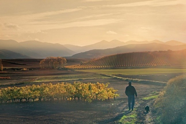 La berrea del ciervo