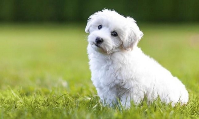 Seguros para distintas razas de perro